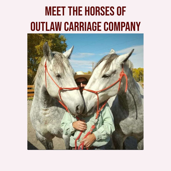 Meet The Horses of Outlaw Carriage Company